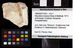 Foto (Objket + Etiketten) von Discutiolira moesica (Muţiu & Bădăluţă, 1971) 